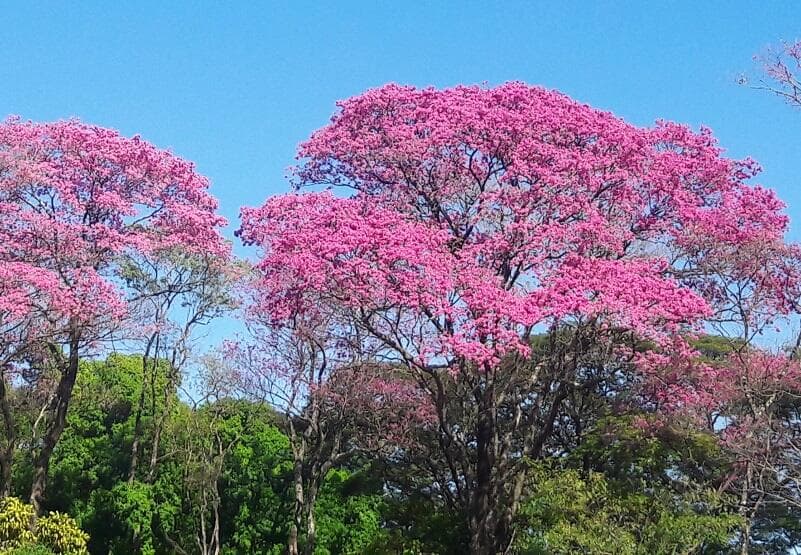 Imagem da notícia Os benefícios das árvores para o meio ambiente e a saúde