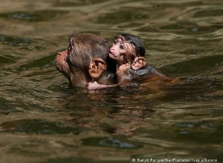 Imagem da notícia Como animais selvagens reagem à elevação das temperaturas