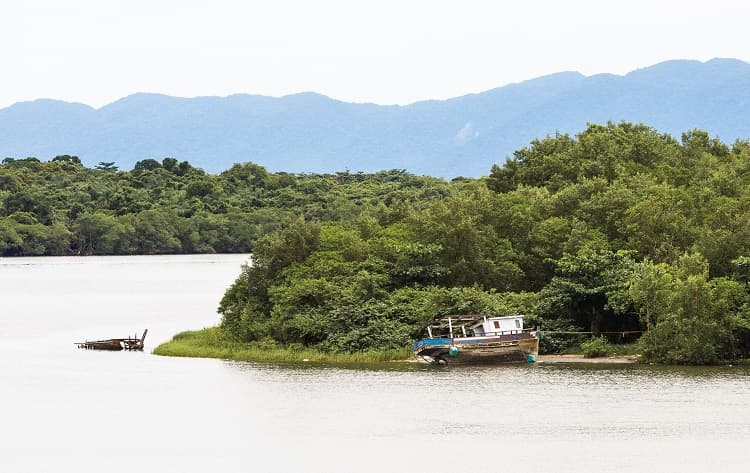 Imagem da notícia Manguezais de São Paulo abrigam 39,3 milhões de toneladas de carbono azul