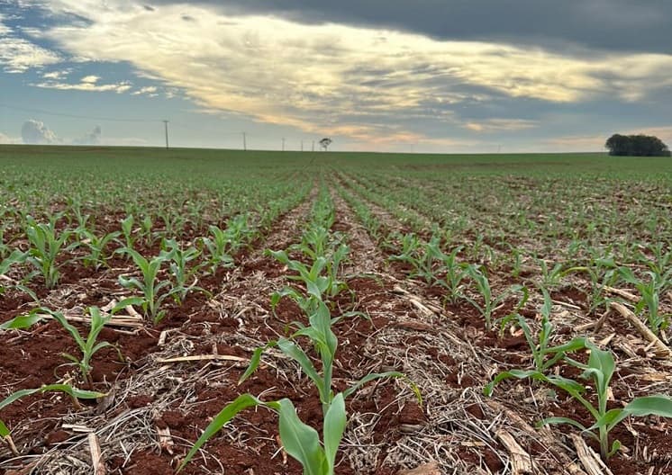 Imagem da notícia Falta de chuva e calor: Municípios produtores de milho do PR podem decretar emergência