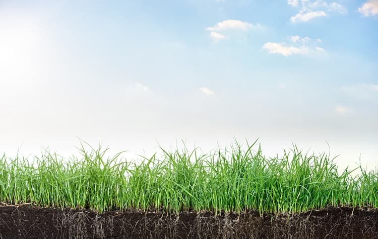 Imagem da notícia Manejo sustentável do solo é fundamental para mitigar o impacto do clima