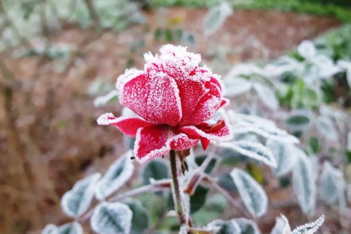 Imagem da notícia Frio no Sul: Brasil registra mínimas negativas em várias cidades