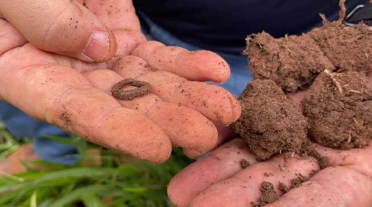 Imagem da notícia Conservação do solo garante segurança alimentar e sustentabilidade