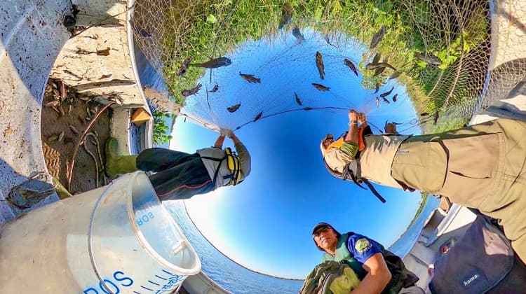 Imagem da notícia Perda de biodiversidade ameaça sustentabilidade no rio Paraná Imagem da notícia Perda de biodiversidade ameaça sustentabilidade no rio Paraná
