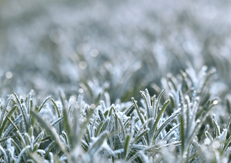 Imagem de destaque da notícia Massa de ar polar derruba temperaturas e aumenta risco de geada no Sul
