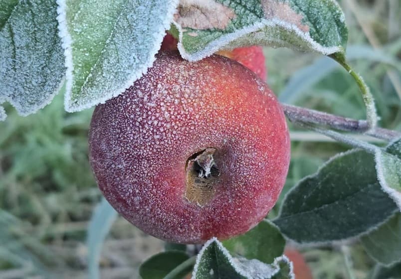 Imagem da notícia Frio diminui no Sul nesta quarta-feira, após recorde de menor temperatura no país este ano