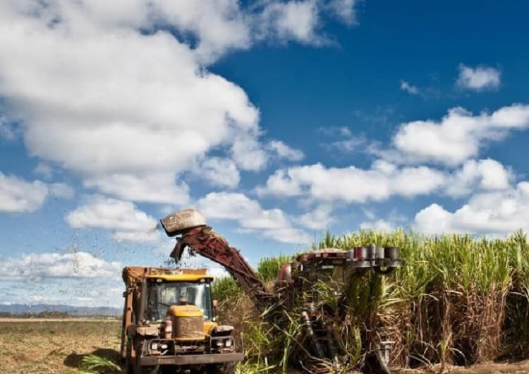 Imagem da notícia Colheita da cana está na reta final no Paraná Imagem da notícia Colheita da cana está na reta final no Paraná