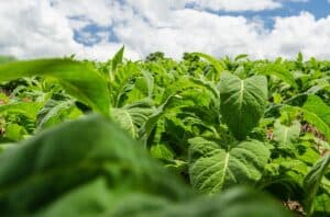 Imagem do conteúdo da notícia Imagem do conteúdo da notícia