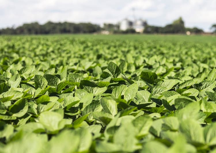 Imagem da notícia Alta temperatura traz dificuldade para o feijão no Paraná