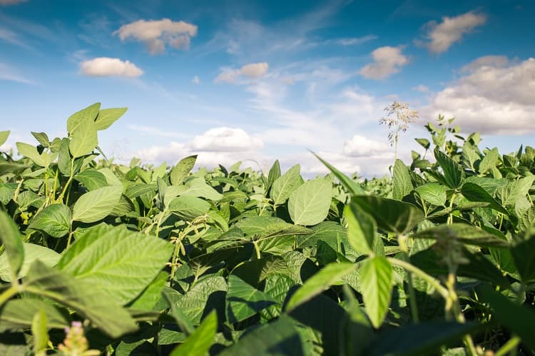 Imagem da notícia Plantio da soja está na reta final na maioria das áreas produtoras