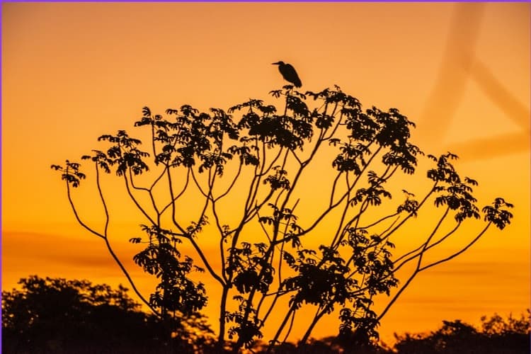 Imagem da notícia Estudo mostra o impacto na saúde humana das queimadas no Pantanal Imagem da notícia Estudo mostra o impacto na saúde humana das queimadas no Pantanal