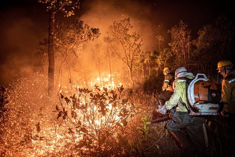 Imagem da notícia Desmatamento dispara em maio na Amazônia Imagem da notícia Desmatamento dispara em maio na Amazônia