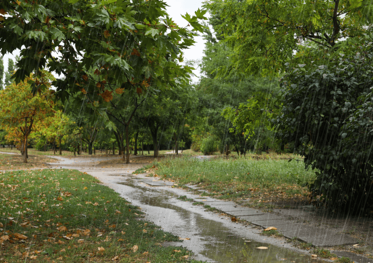 Imagem de destaque da notícia Frente fria traz chuva e abre caminho para geada no Sul Imagem de destaque da notícia Frente fria traz chuva e abre caminho para geada no Sul