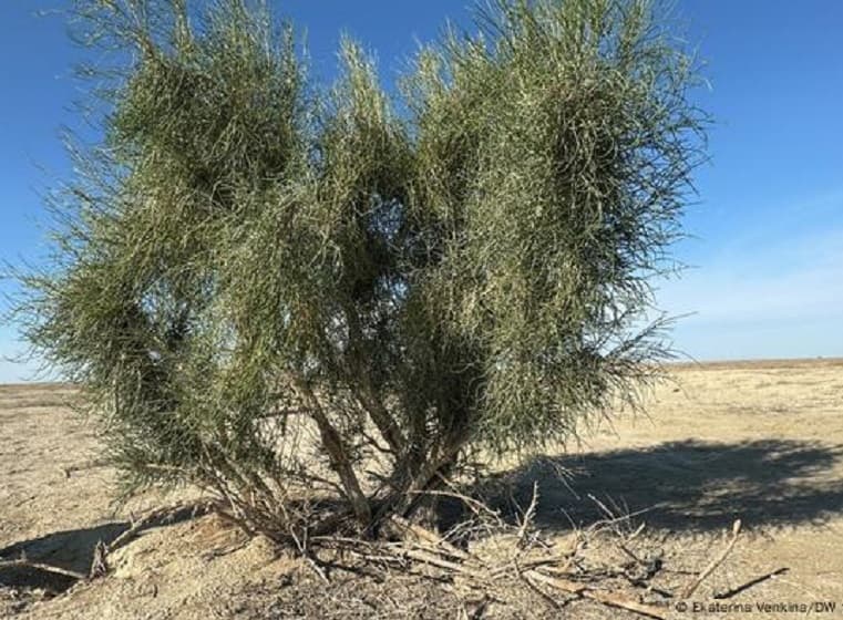 Imagem da notícia Projeto quer dar vida nova ao desertificado Mar de Aral Imagem da notícia Projeto quer dar vida nova ao desertificado Mar de Aral